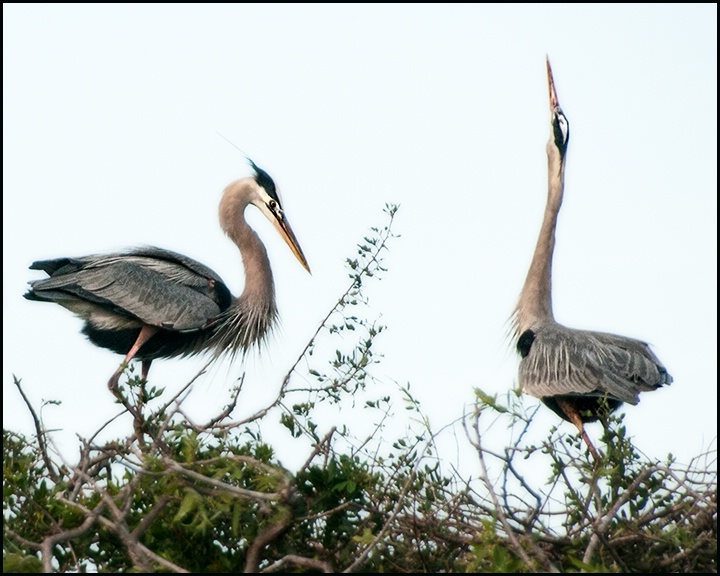 Great Blue Dance