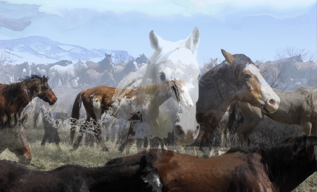 Horse Herd - Montage