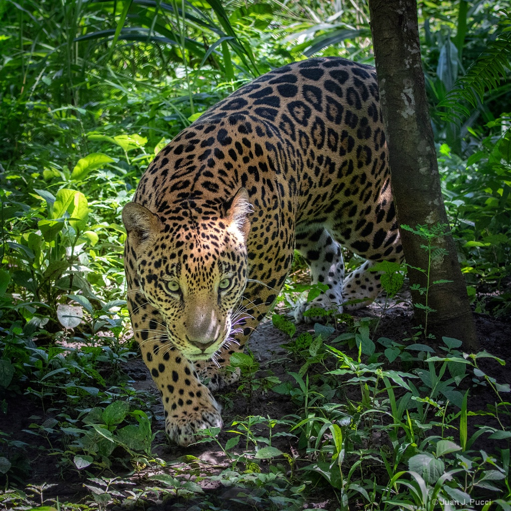 Jaguar