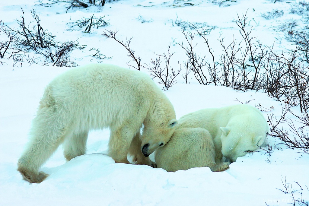 Cubs affection for his mom. - ID: 15646682 © Emile Abbott