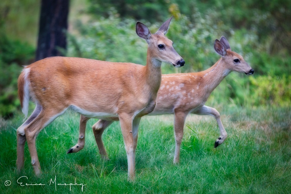Doe and Fawn