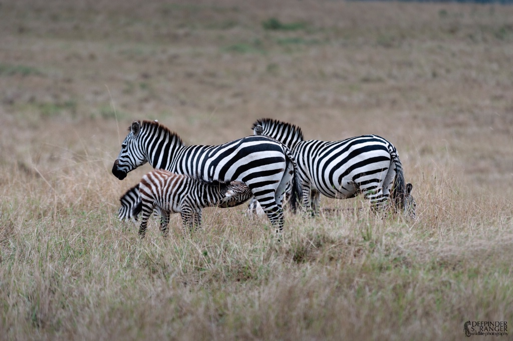 Suckling zebra.