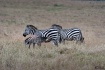 Suckling zebra.