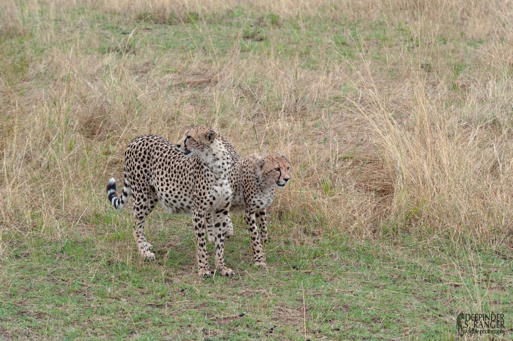 Cheetah brothers.