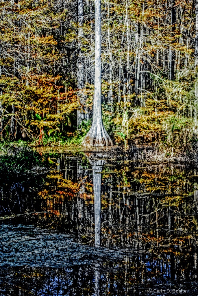 Cypress Swamp Reflections