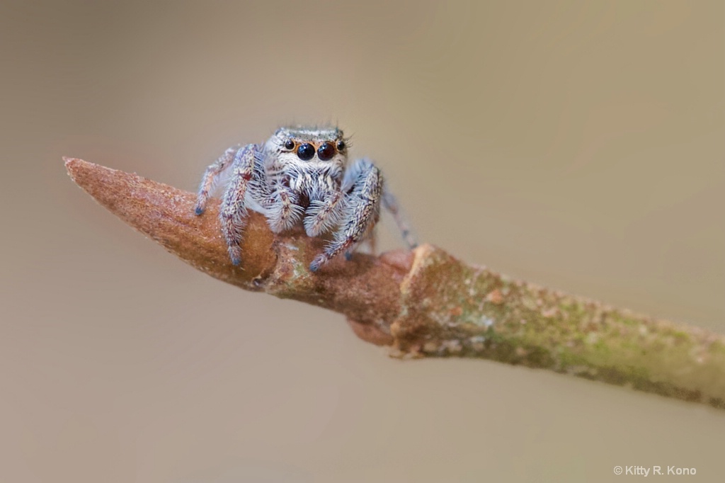 Little Jumping Spider Arriving a Little Late for H - ID: 15646841 © Kitty R. Kono