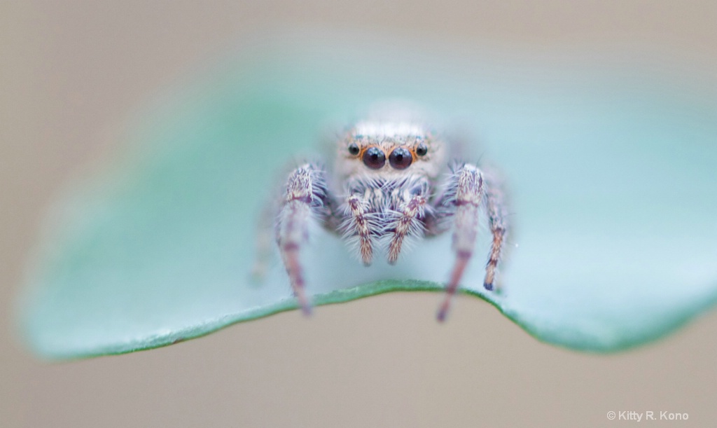 Little Jumping Spider on a Leaf 1