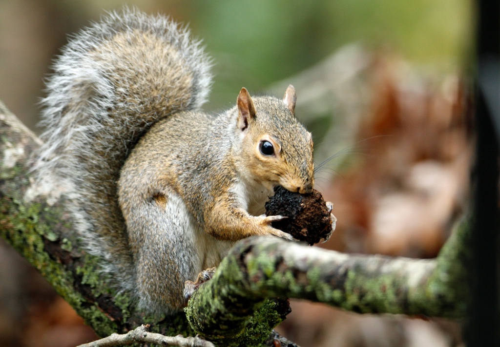 Nutty Goodness - ID: 15647797 © Rhonda Maurer