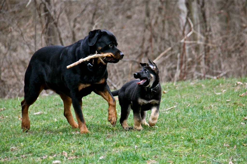 New Best Friends