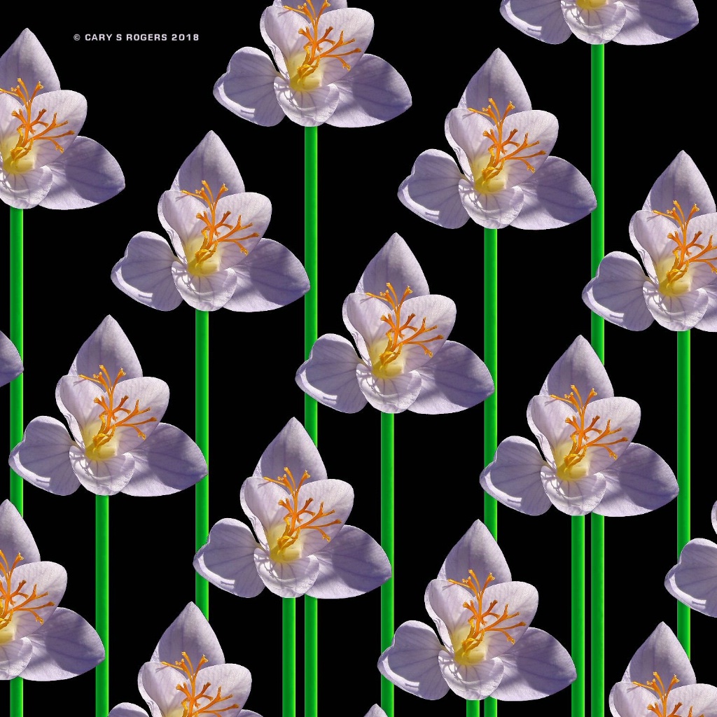 Crocus on Stems