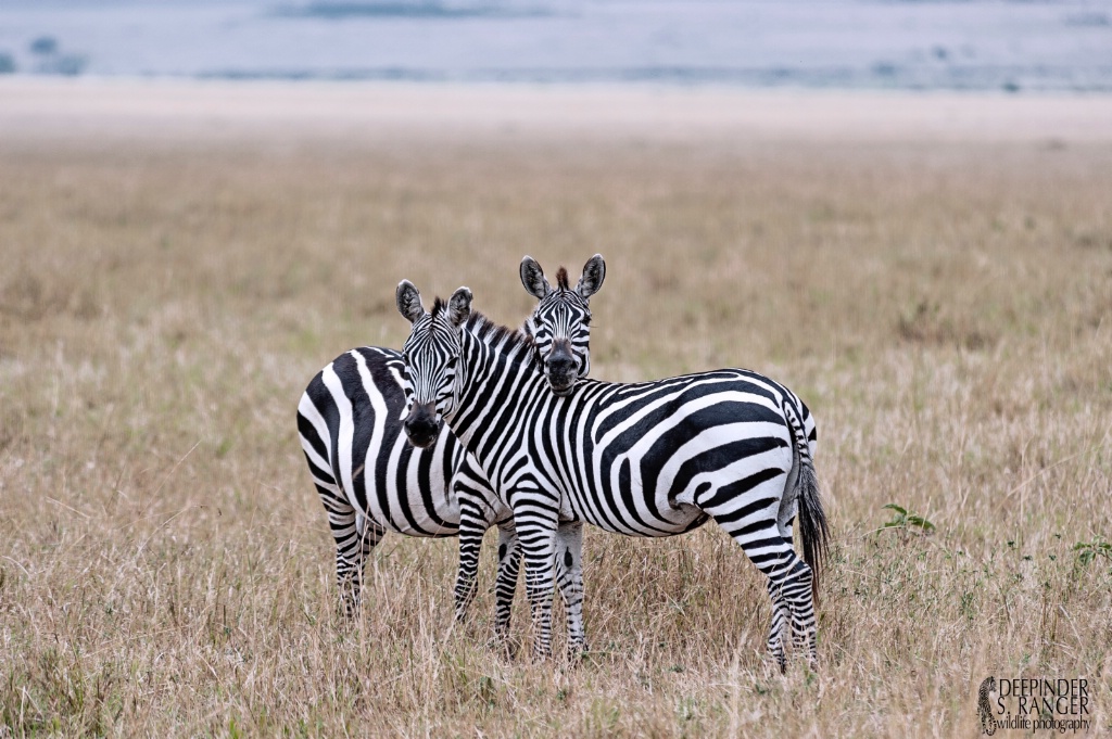 Zebras.