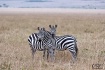 Zebras.