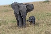 Elephant-mother a...