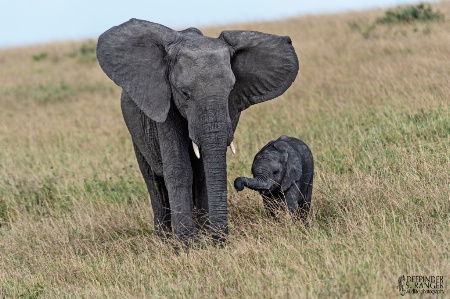 Elephant-mother and calf .