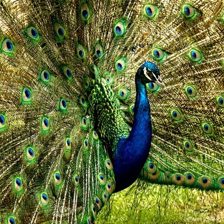 Elegant Peacock