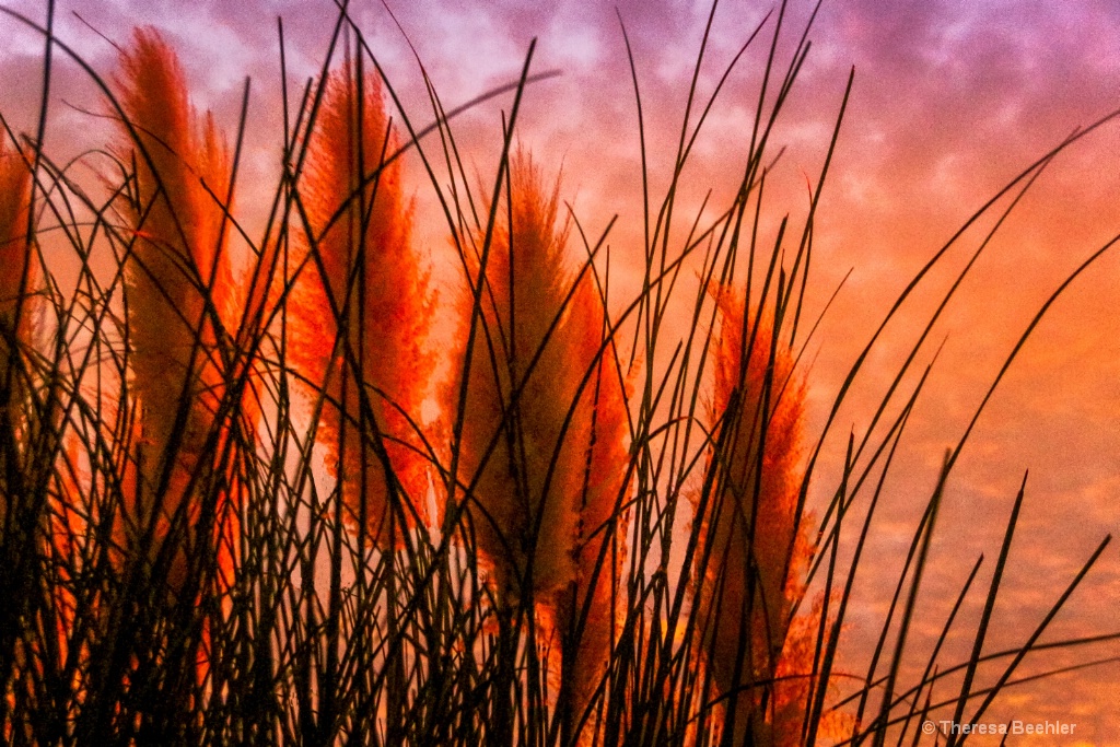 Through the Pampas Grass "Feather Dusters&quo