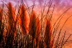 Through the Pampa...