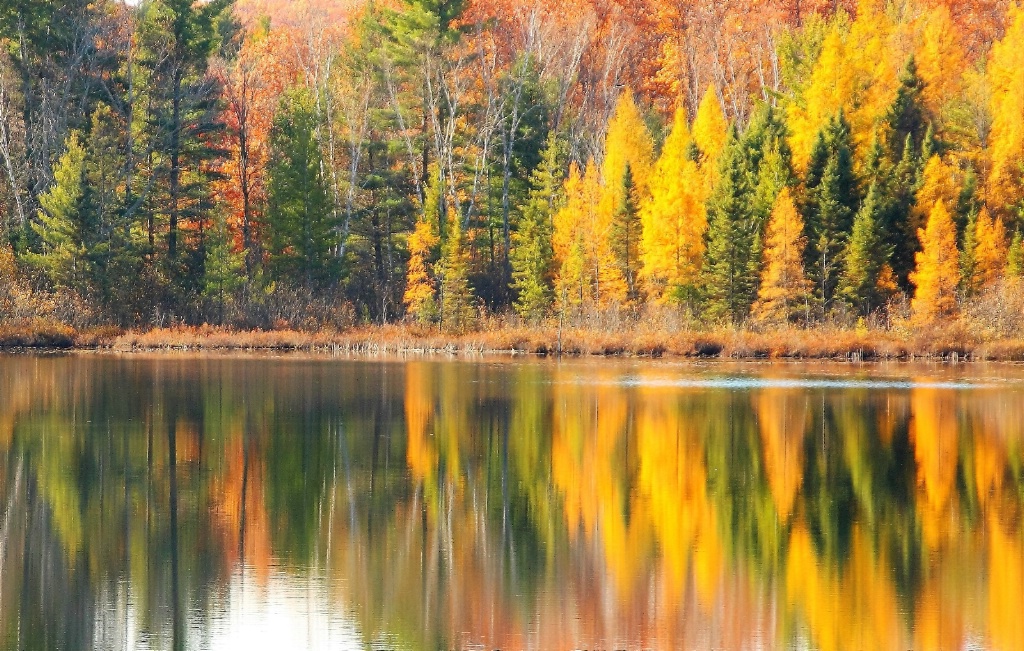 Tamaracks on the Water