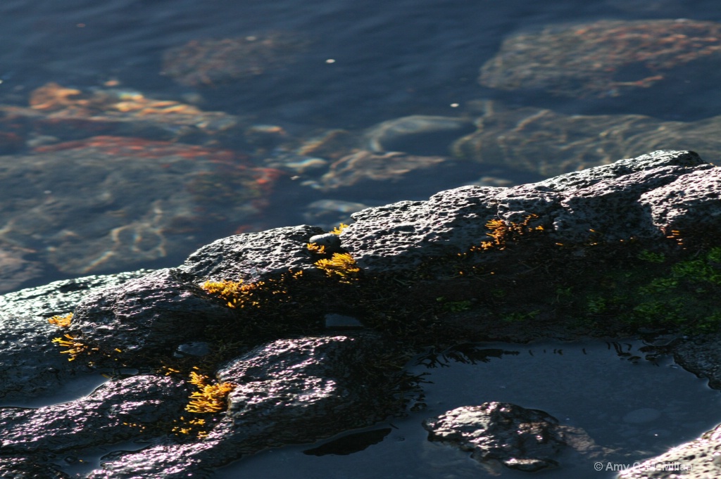 Water and rusty moss rocks28