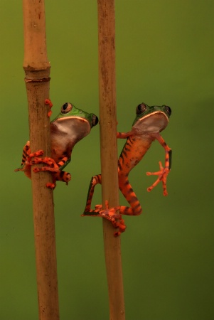 Two Tiger Frogs