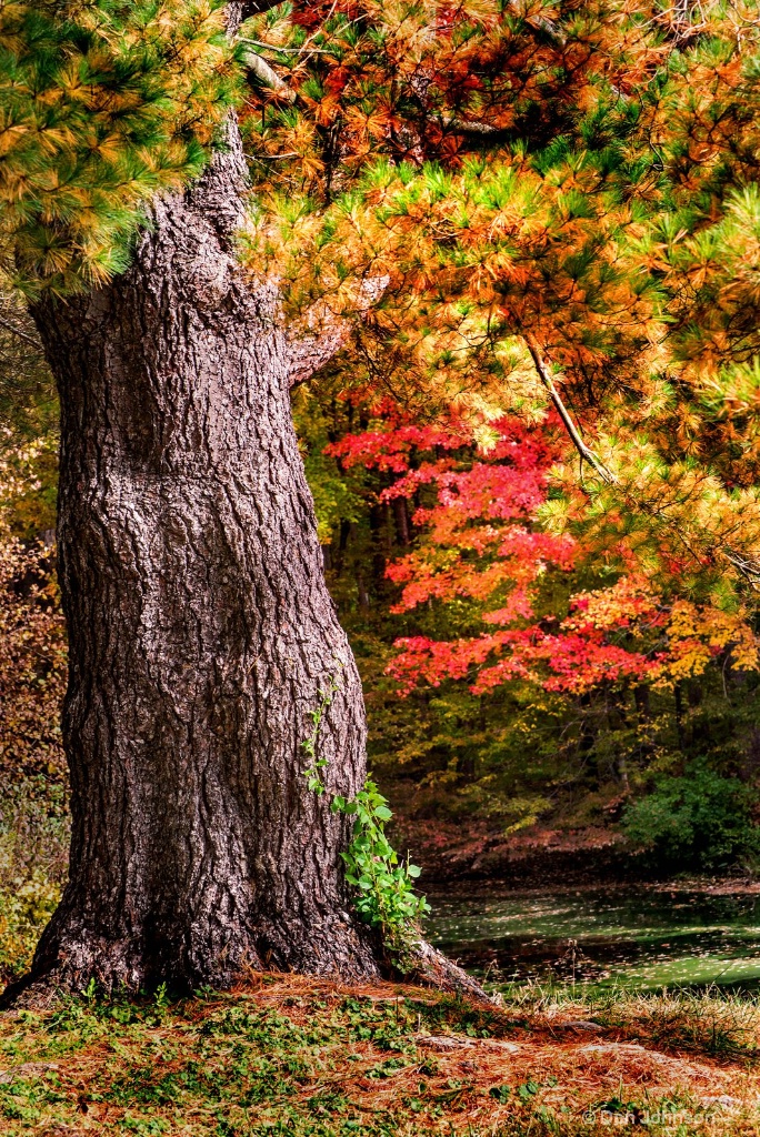 Early Fall In MD 3-0 F LR 11-1-18 J057