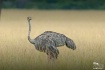 Ostrich-female