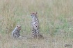 Cheetah mom + cub