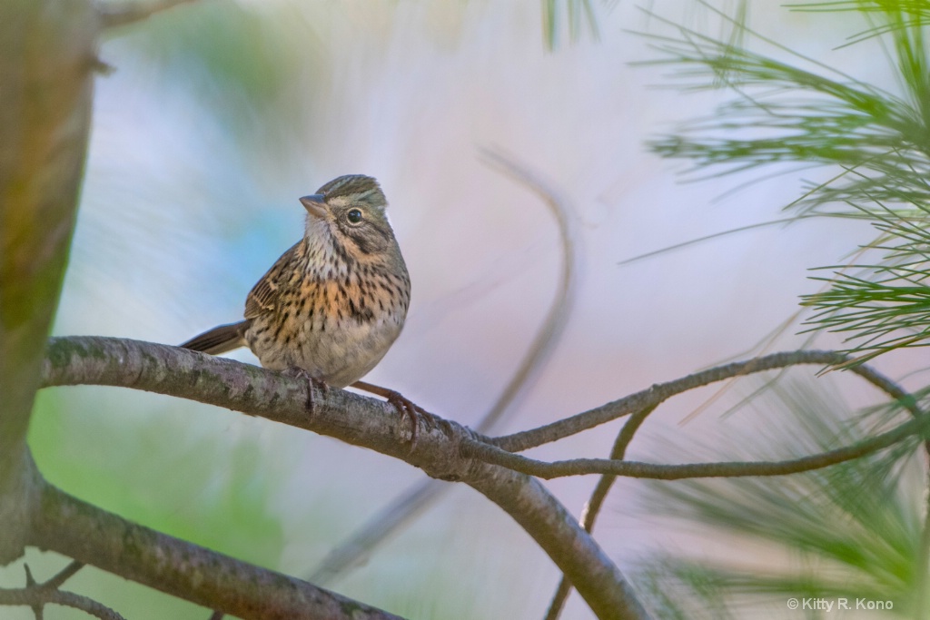 The Beautiful Lincoln Sparrow (I think) - ID: 15648668 © Kitty R. Kono