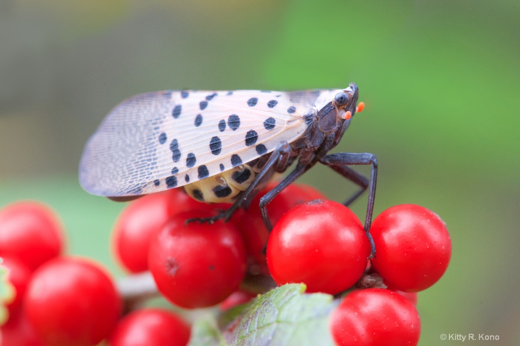 The Dreaded Spotted Lantern Fly