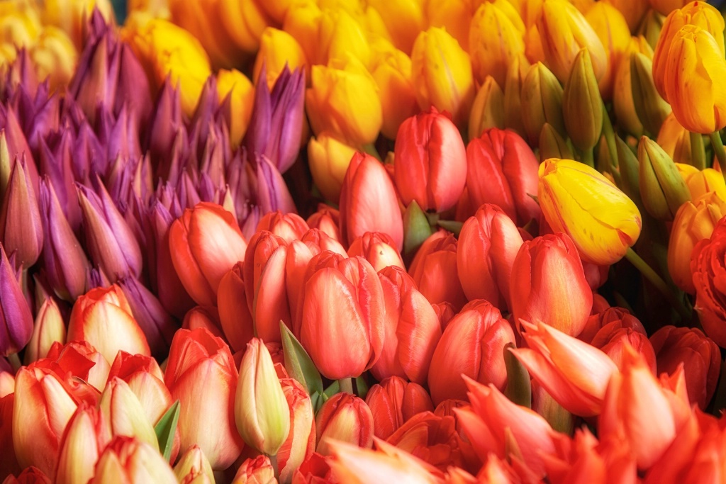 Tulips