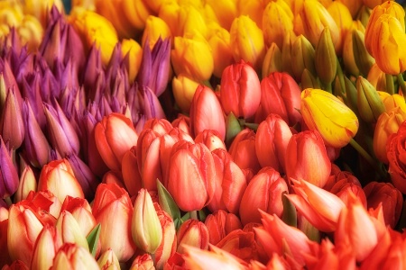 Tulips