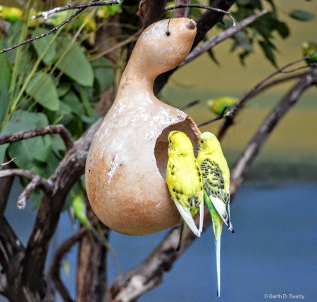 Pair of Parakeets 