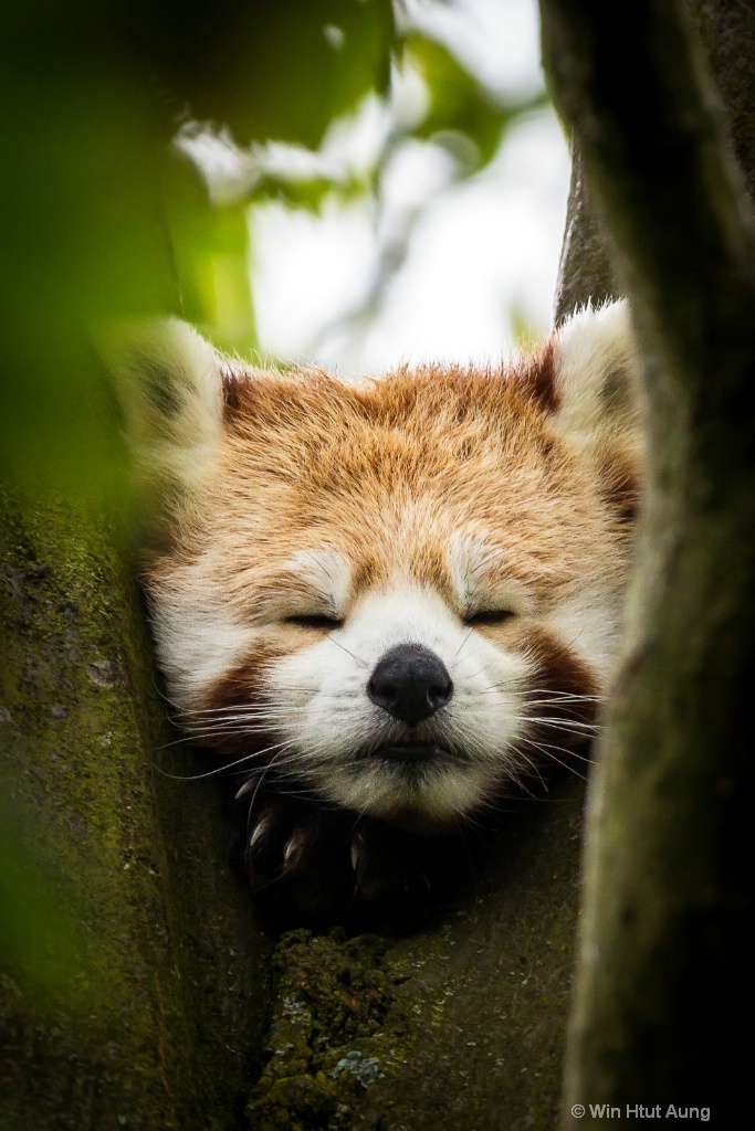 The Red Panda