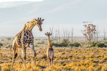 mother and child giraffe