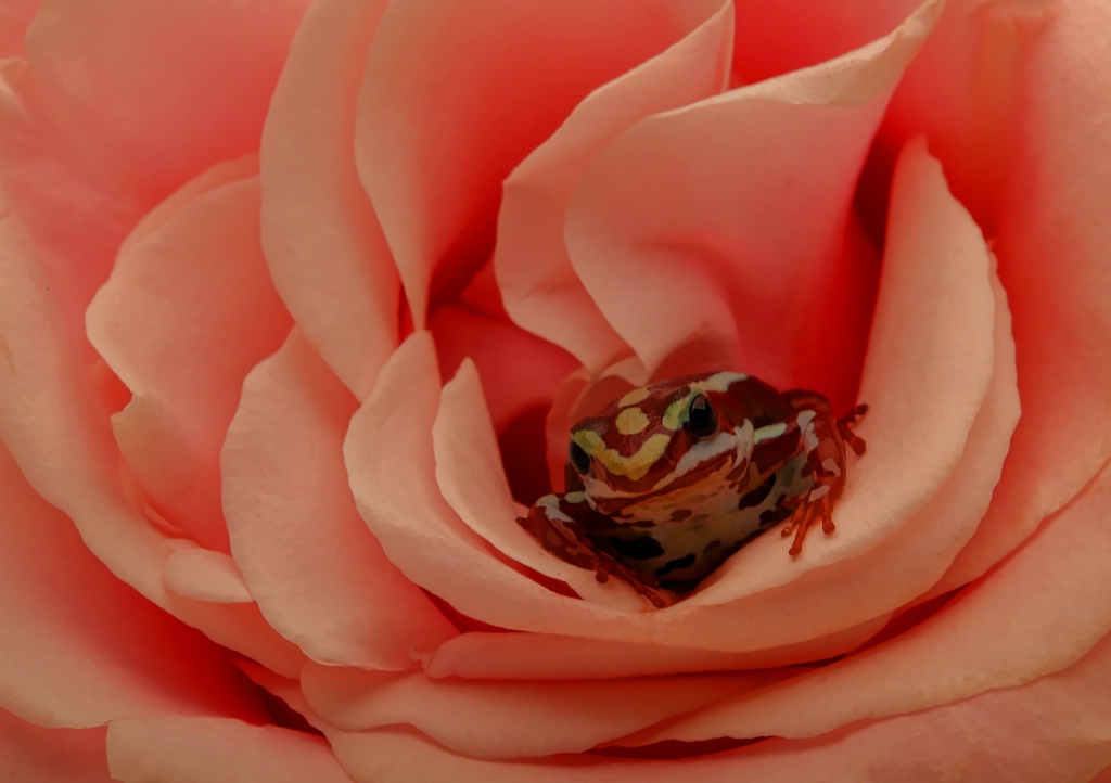 Sitting in a Rose