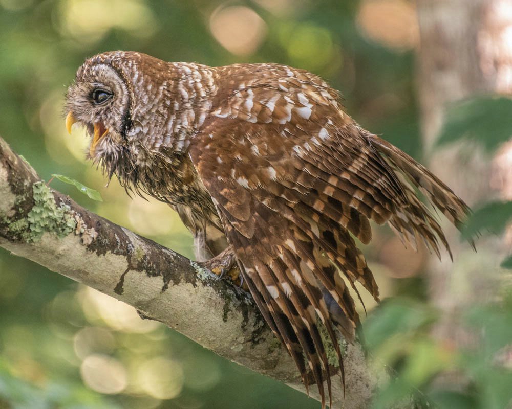 Calling all Owls - ID: 15649327 © Carol Gregoire