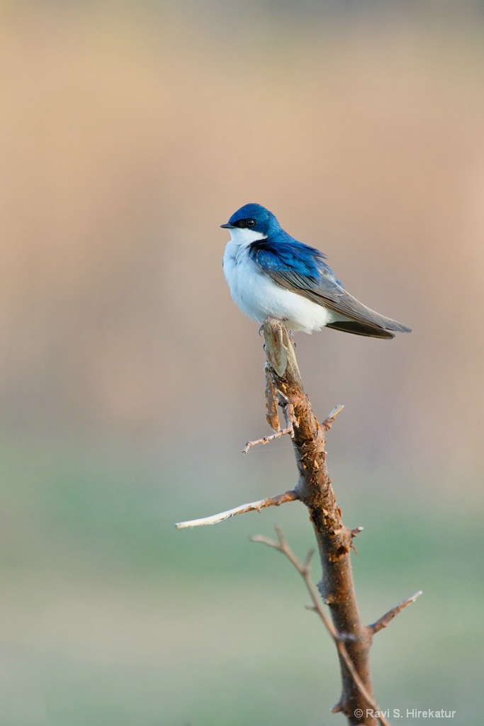 Tree Swallow - ID: 15649402 © Ravi S. Hirekatur