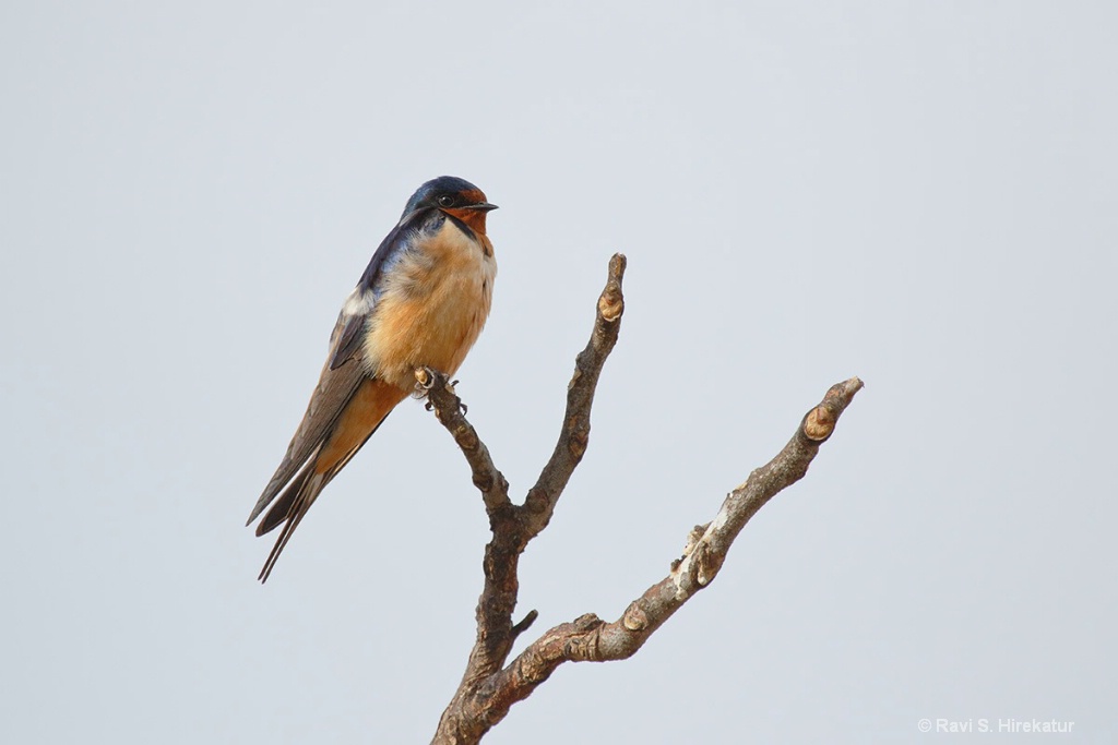 Barn Swallow - ID: 15649404 © Ravi S. Hirekatur