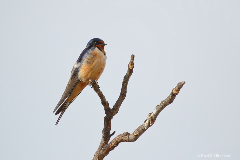 Barn Swallow