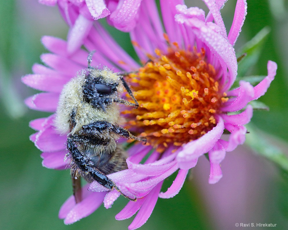 Bumblebee on New England Aster - ID: 15649409 © Ravi S. Hirekatur
