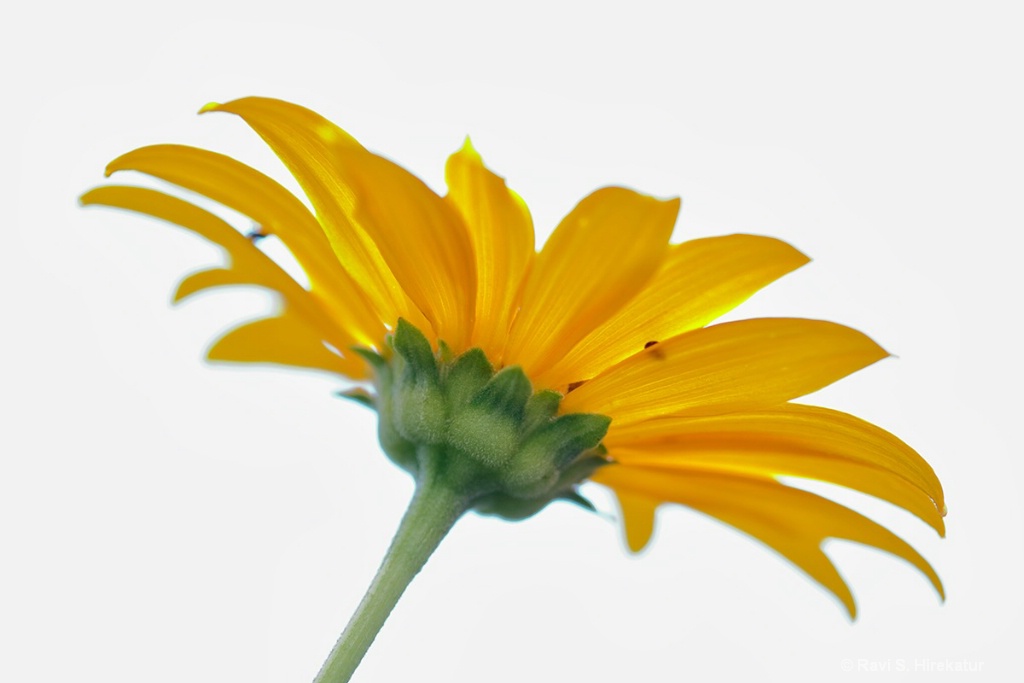 Sunflower - ID: 15649411 © Ravi S. Hirekatur