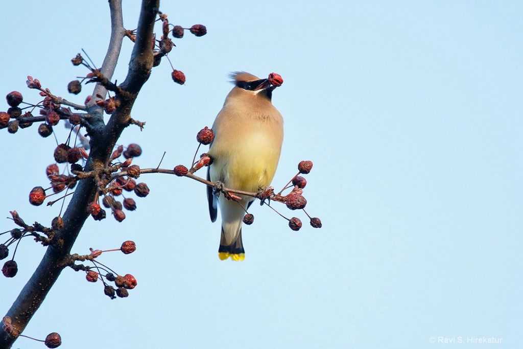 Cedar Waxwing