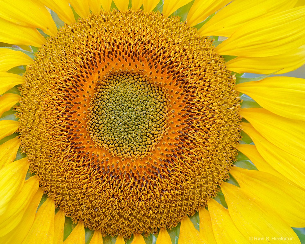 Sunflower Closeup - ID: 15649414 © Ravi S. Hirekatur