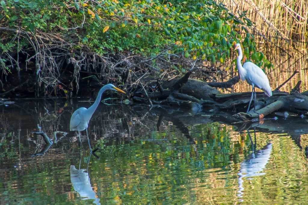 Egret Pair