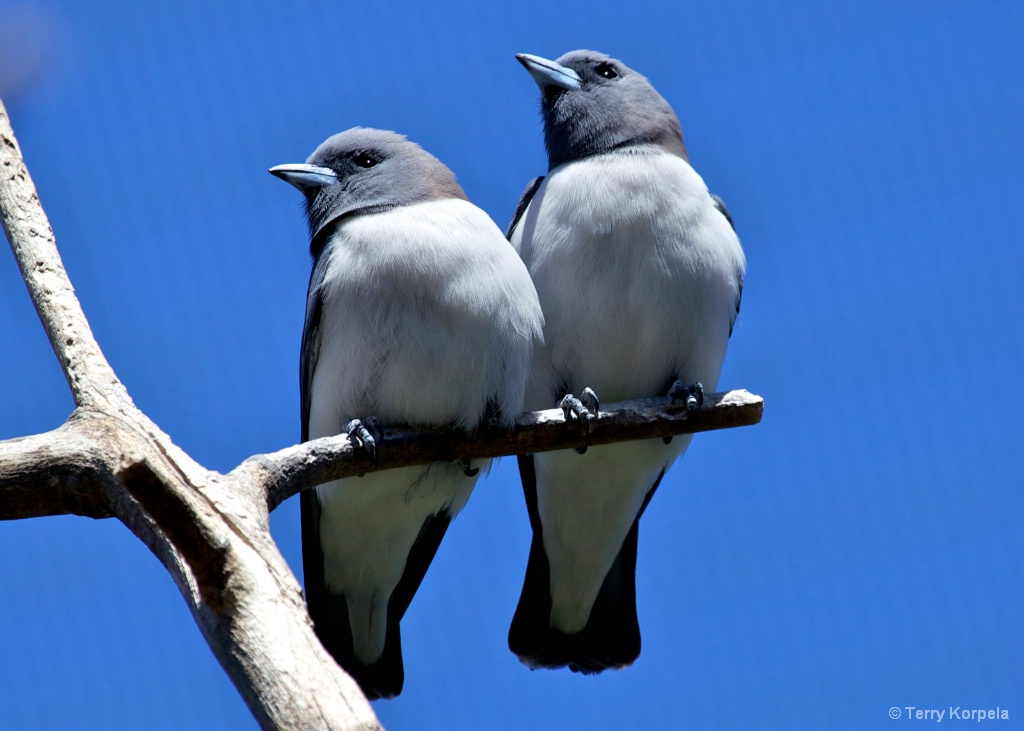 White Breasted Wood Swallows - ID: 15649588 © Terry Korpela