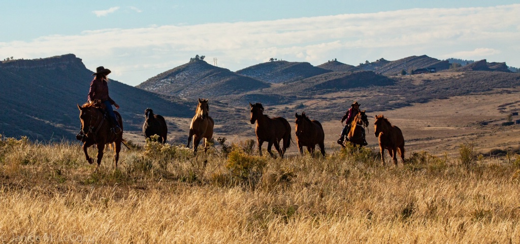 Wranglers Bringing in the Herd
