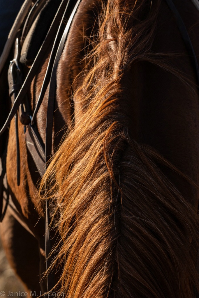 Red Mane at Sunrise