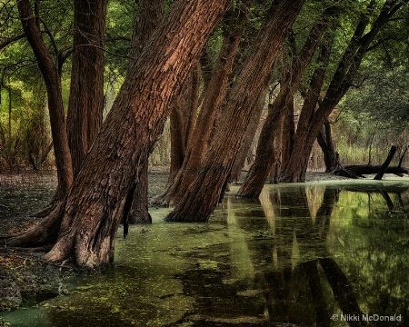 Now a Wetlands