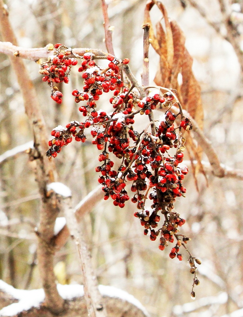 Red Sumac and Snow