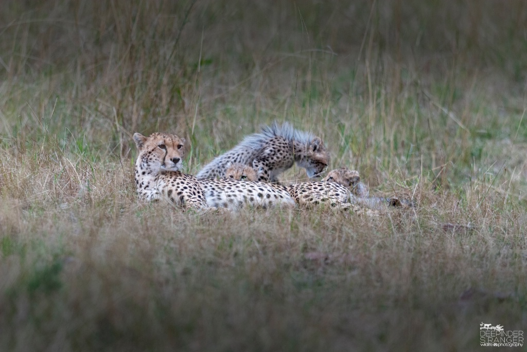 Cheetah mom and 3 cubs !